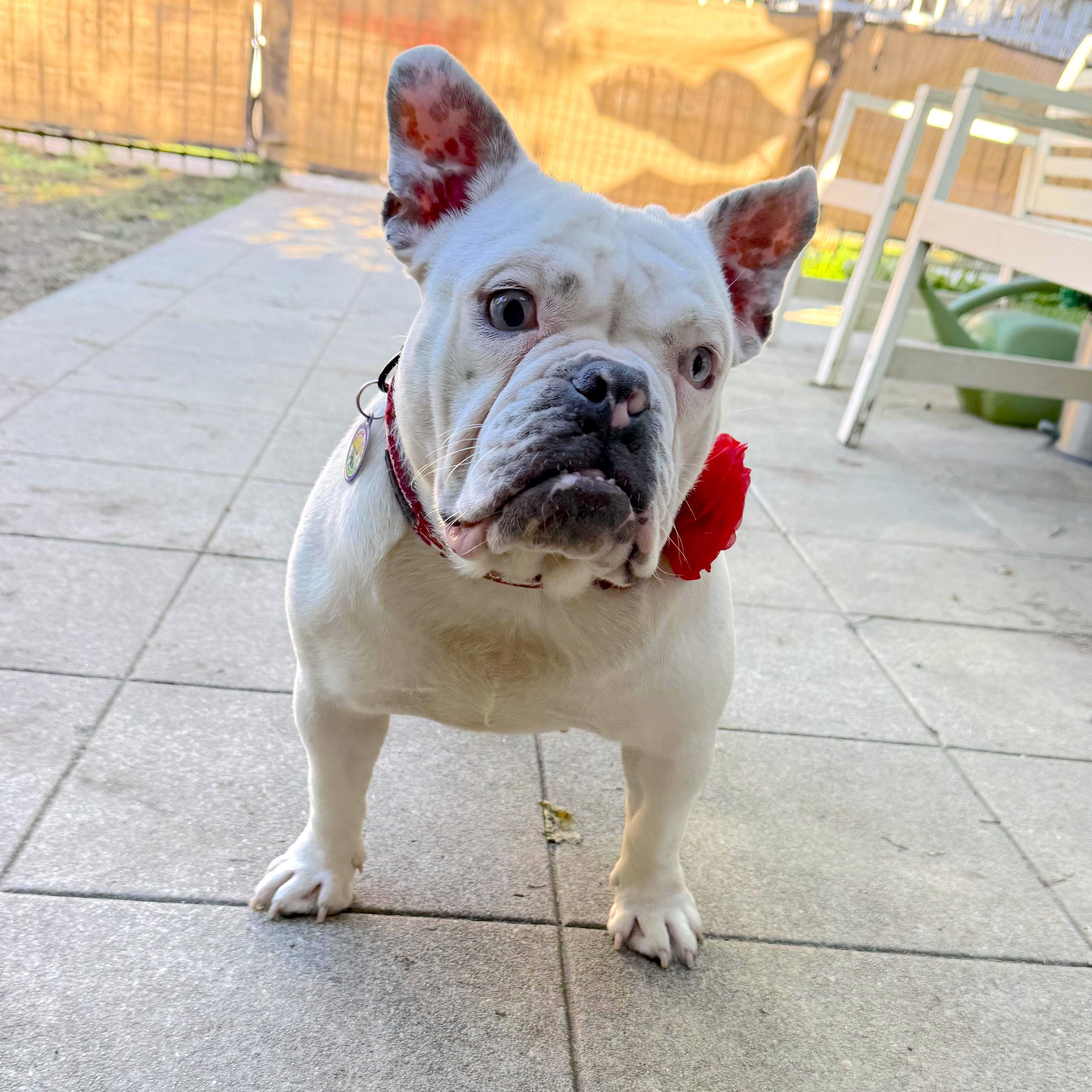 Barbara, a ADOPTABLE mixed breed in Sun Valley, CA image 2/6