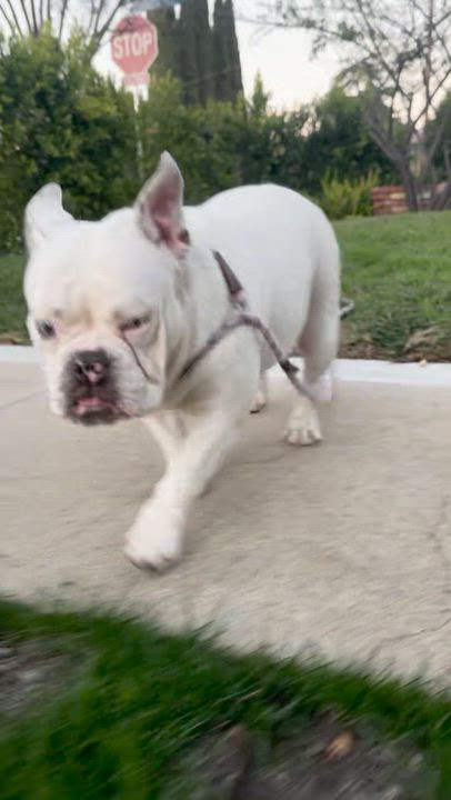 Enlarge Barbara, a ADOPTABLE mixed breed in Sun Valley, CA video 6/6