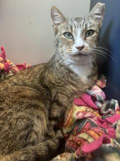 Enlarge Kiki, a ADOPTABLE Domestic Short Hair in Fairfax, VA image 2/3