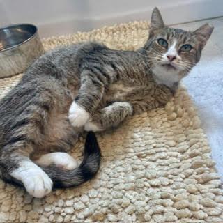Kiki, ADOPTABLE, Adult Female Domestic Short Hair.