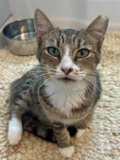 Enlarge Kiki, a ADOPTABLE Domestic Short Hair in Fairfax, VA image 3/3