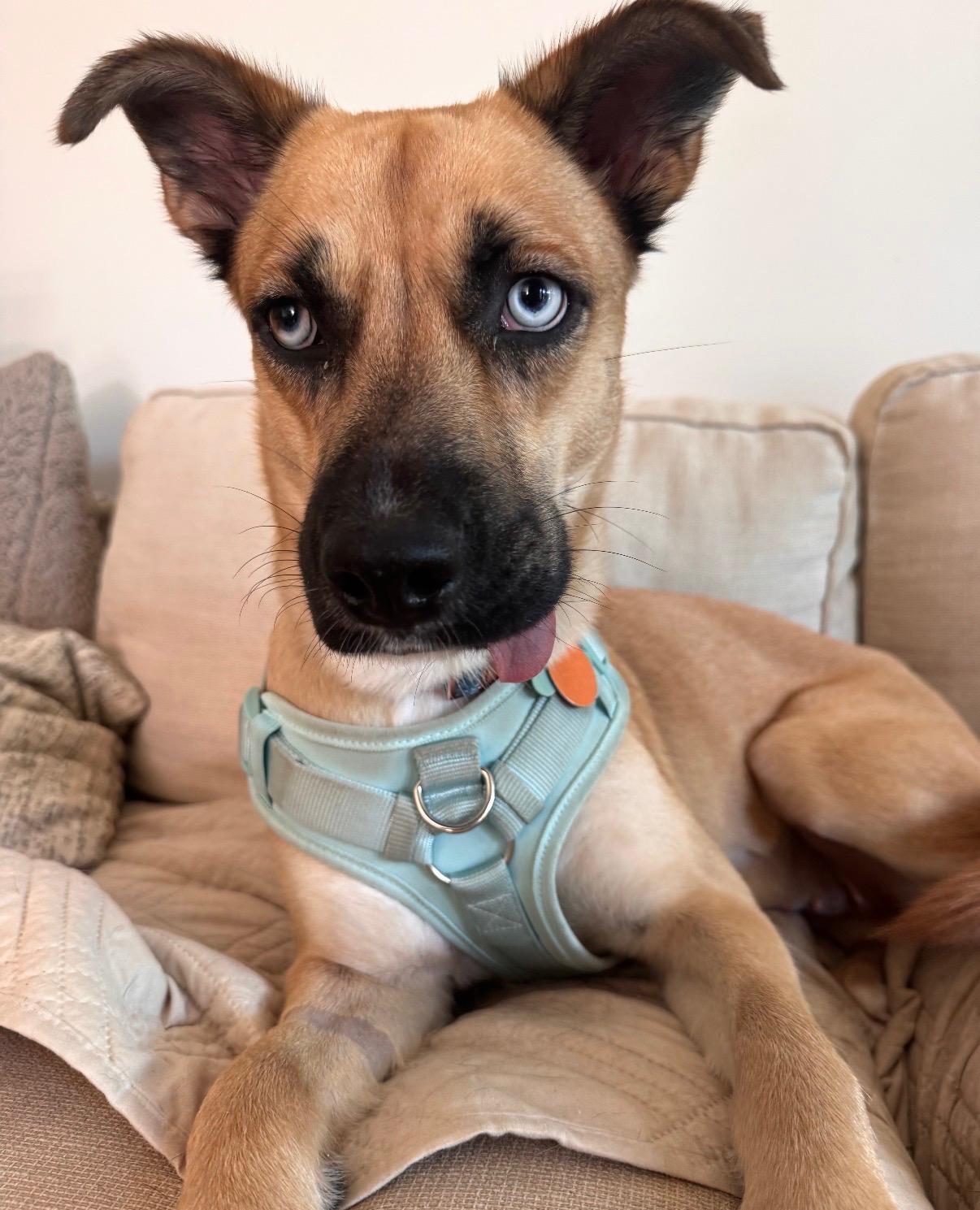 Maybel - The Shy Sweetie, Adoptable, Young Female German Shepherd Dog & Husky.