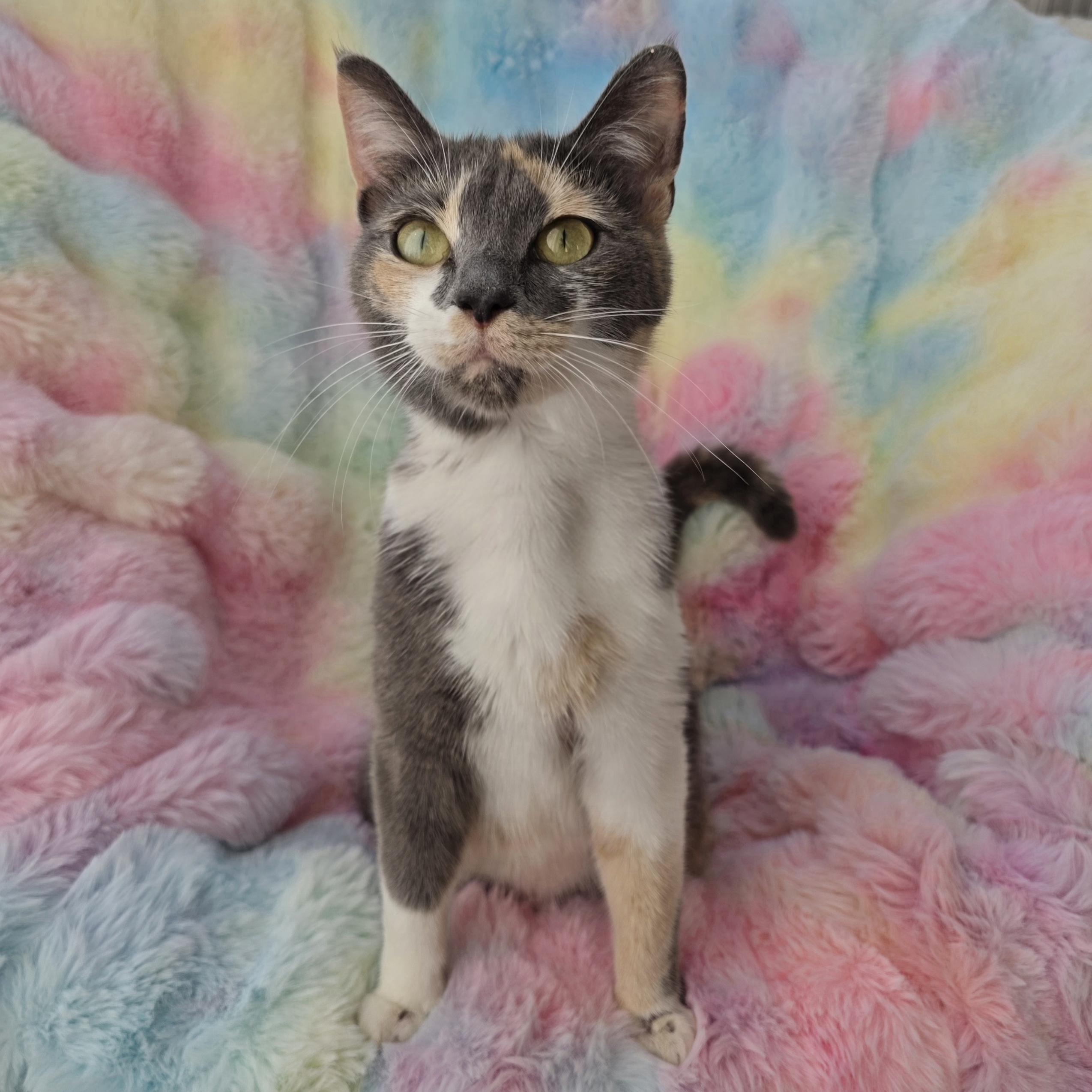 Meowth, Adoptable, Young Female Domestic Short Hair & Dilute Calico.