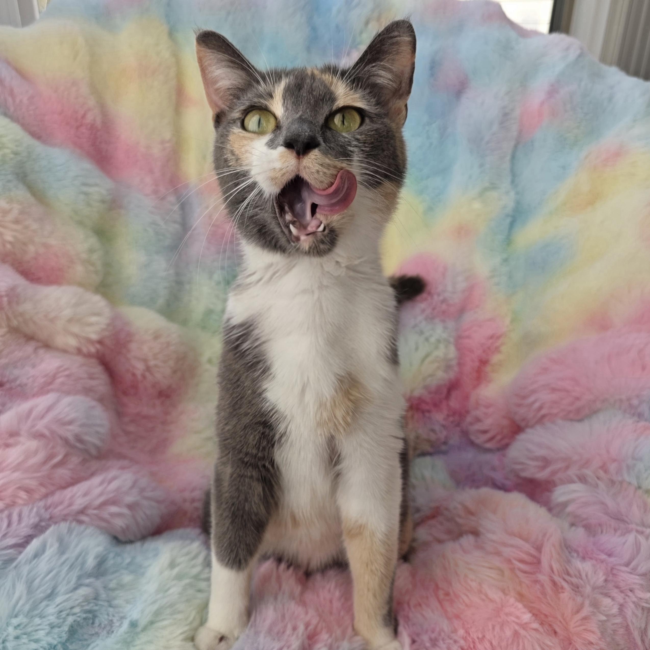 Enlarge Meowth, a Adoptable mixed breed in Atlanta, GA image 6/6