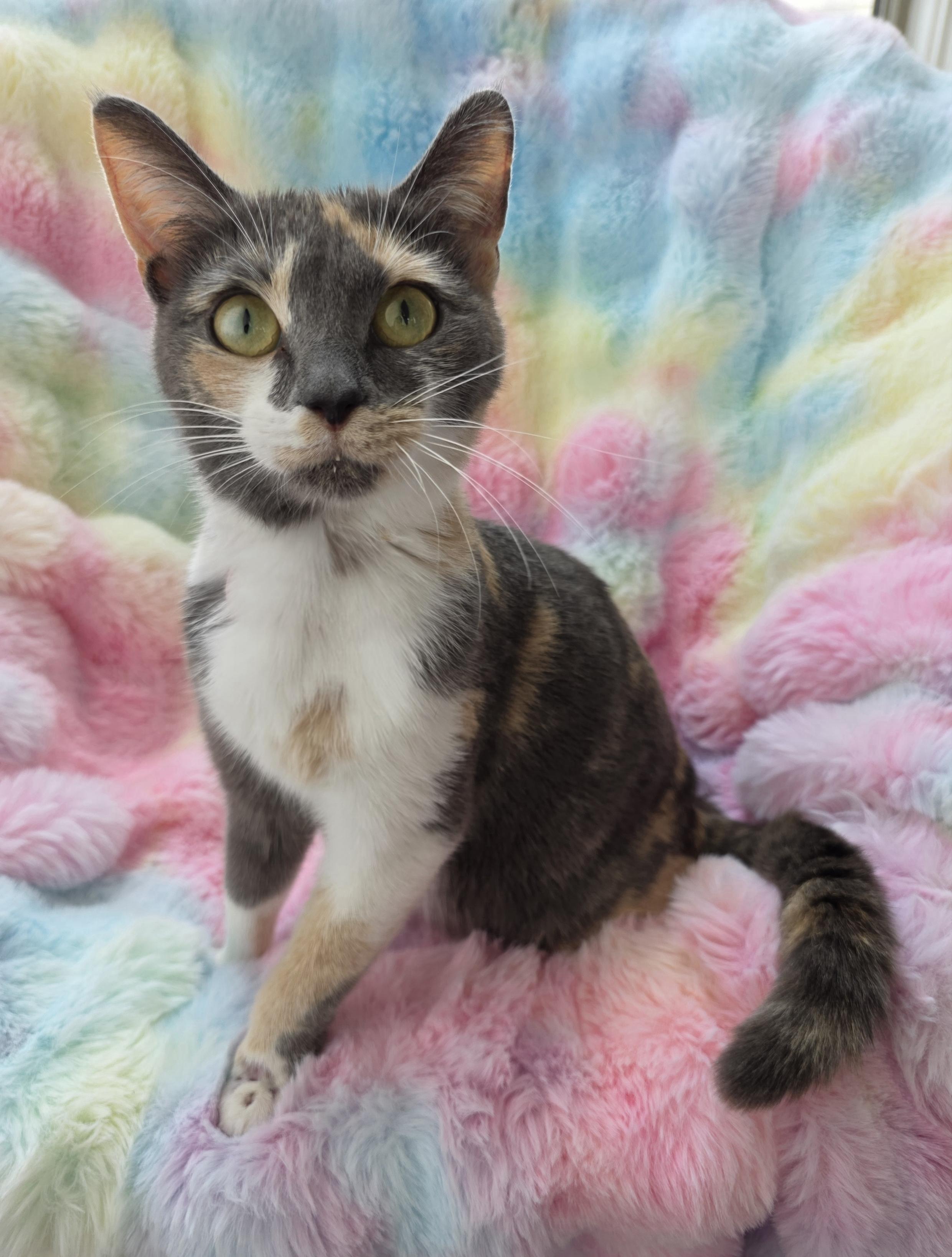 Enlarge Meowth, a Adoptable mixed breed in Atlanta, GA image 4/6