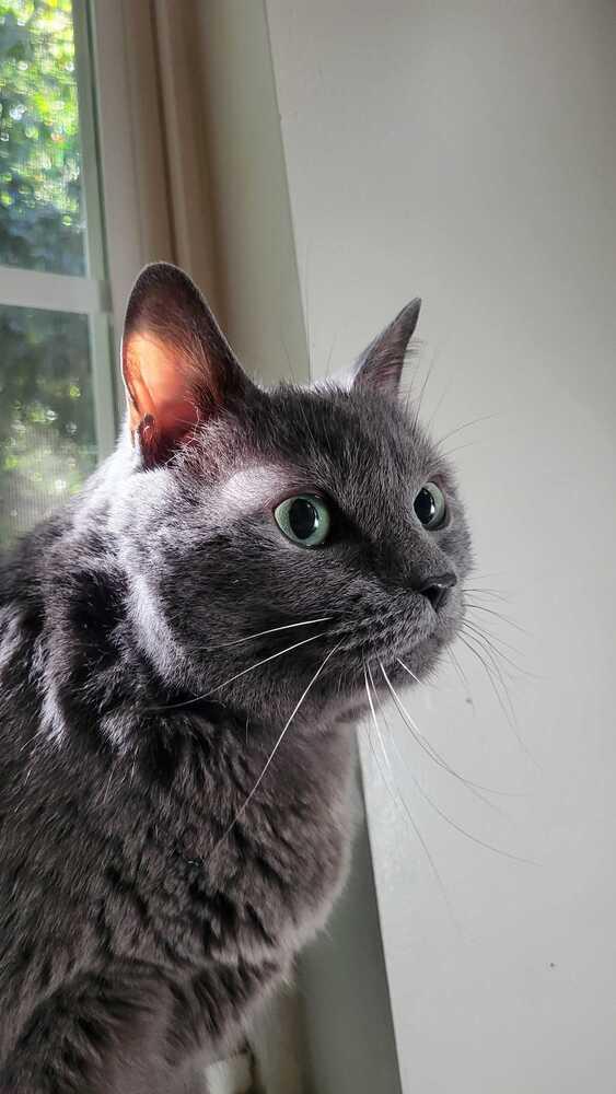 Lilac, Adoptable, Senior Female American Shorthair.