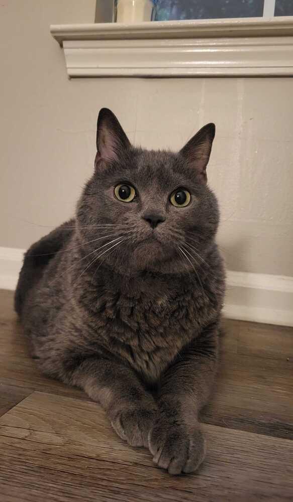 Enlarge Lilac, a Adoptable mixed breed in Mooresville, NC image 2/3