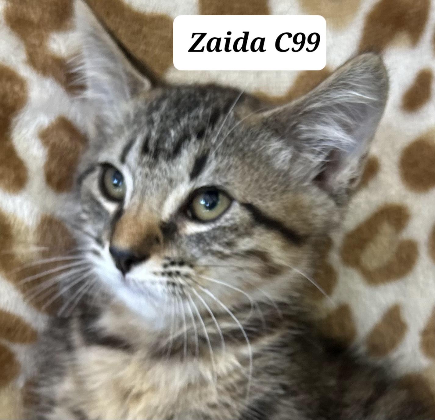 Enlarge Zaida, a Adoptable Domestic Short Hair in Morganton, NC image 1/1