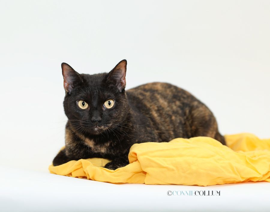 PIXIE, a Adoptable mixed breed in Homewood, AL image 2/10