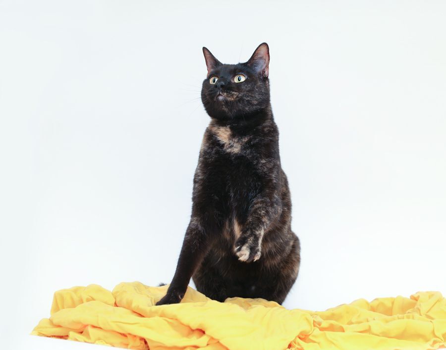 PIXIE, a Adoptable mixed breed in Homewood, AL image 3/10