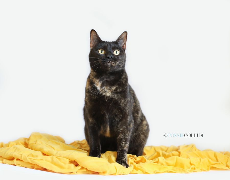 PIXIE, a Adoptable mixed breed in Homewood, AL image 4/10