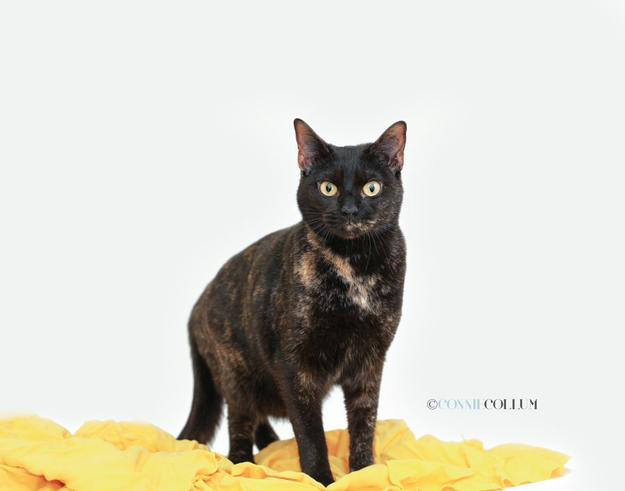 PIXIE photo 2