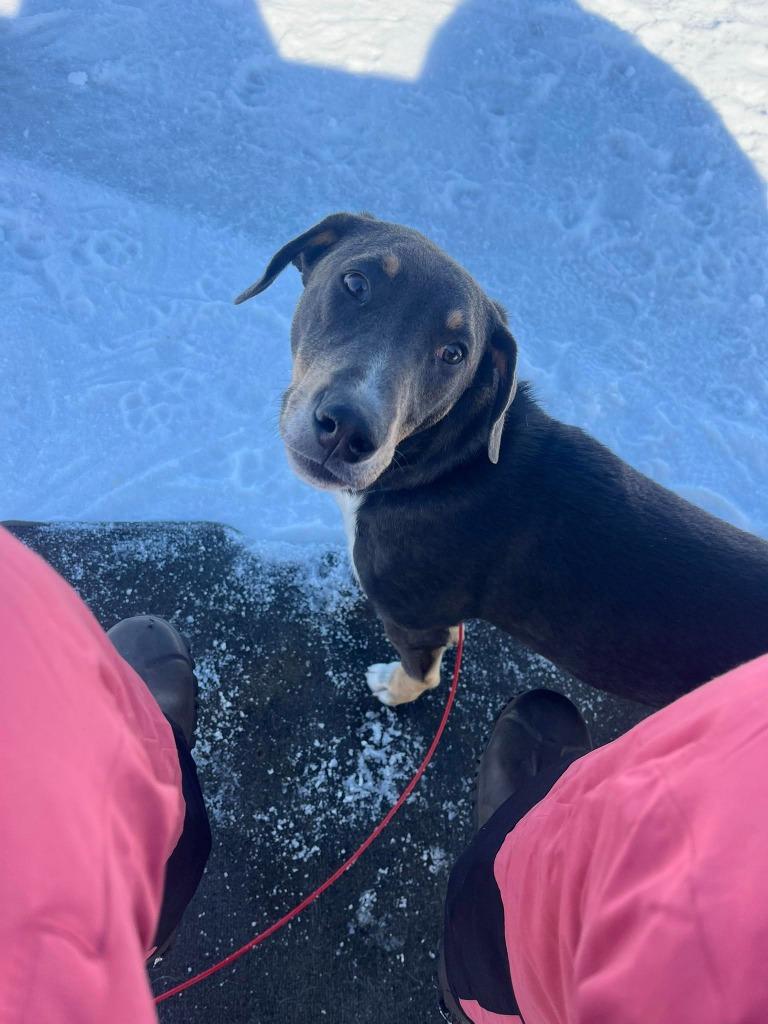 Enlarge Mars, a Adoptable mixed breed in Fond Du Lac, WI image 1/6