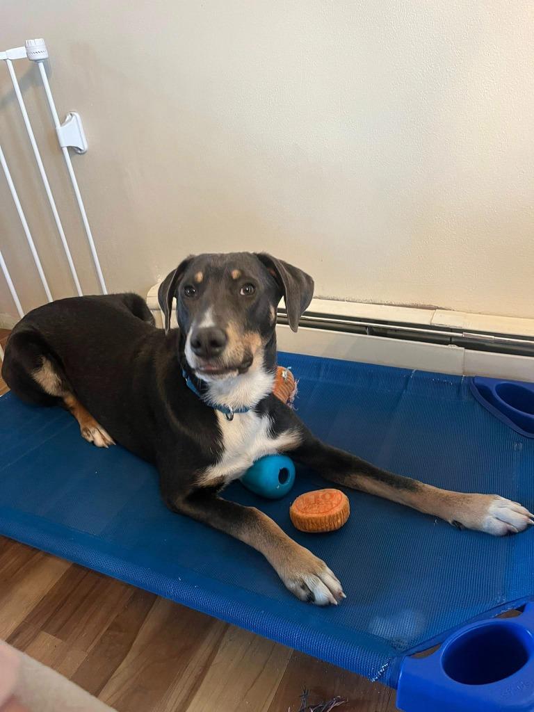 Mars, Adoptable, Puppy Male Mixed Breed.