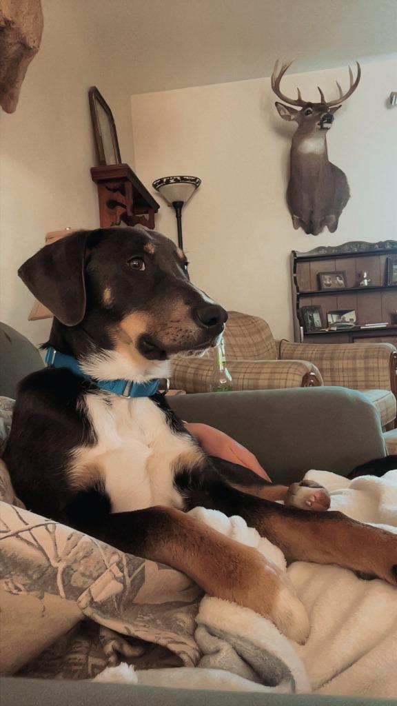 Enlarge Mars, a Adoptable mixed breed in Fond Du Lac, WI image 2/6