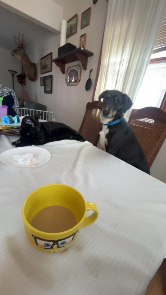 Enlarge Mars, a Adoptable mixed breed in Fond Du Lac, WI image 3/6