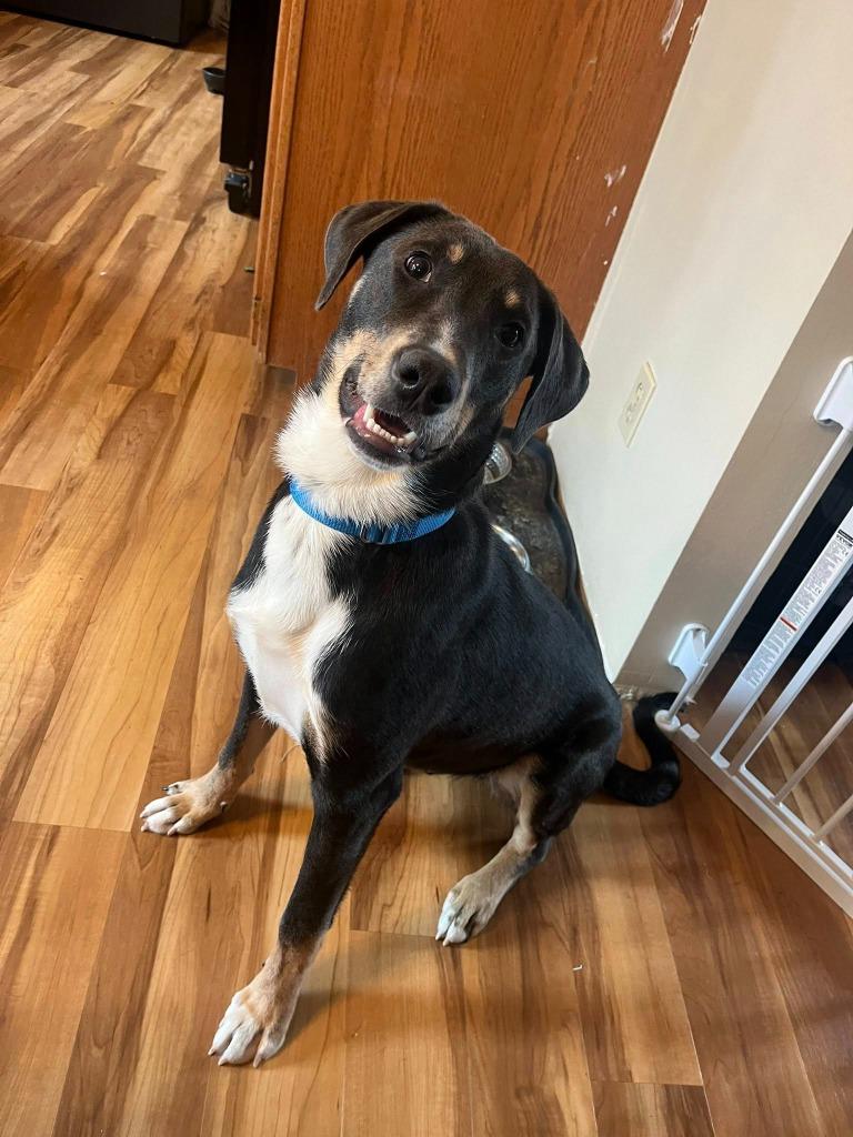 Enlarge Mars, a Adoptable mixed breed in Fond Du Lac, WI image 2/6