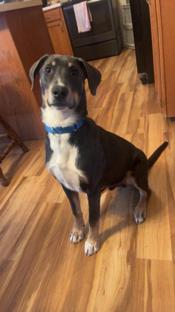 Enlarge Mars, a Adoptable mixed breed in Fond Du Lac, WI image 4/6