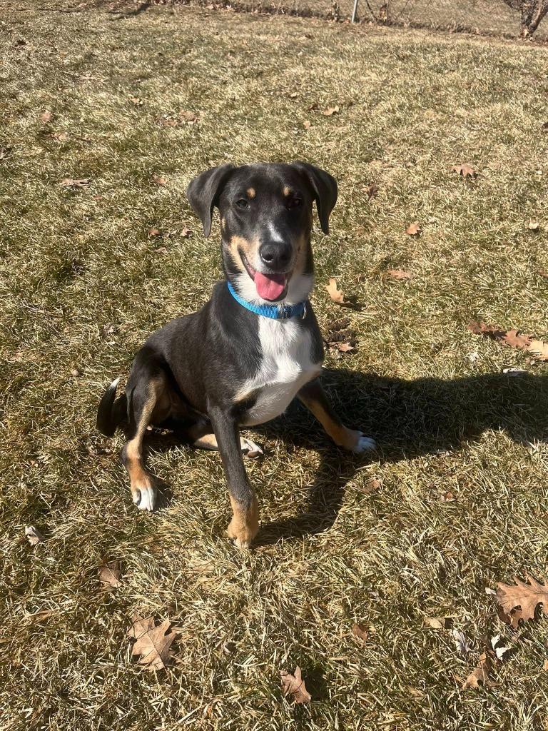 Mars, Adoptable, Young Male Mixed Breed.