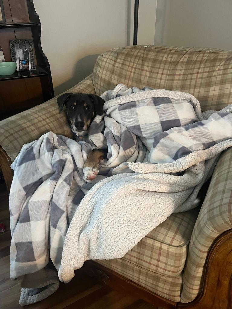 Enlarge Mars, a Adoptable mixed breed in Fond Du Lac, WI image 5/6