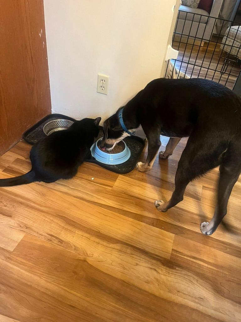 Enlarge Mars, a Adoptable mixed breed in Fond Du Lac, WI image 3/6