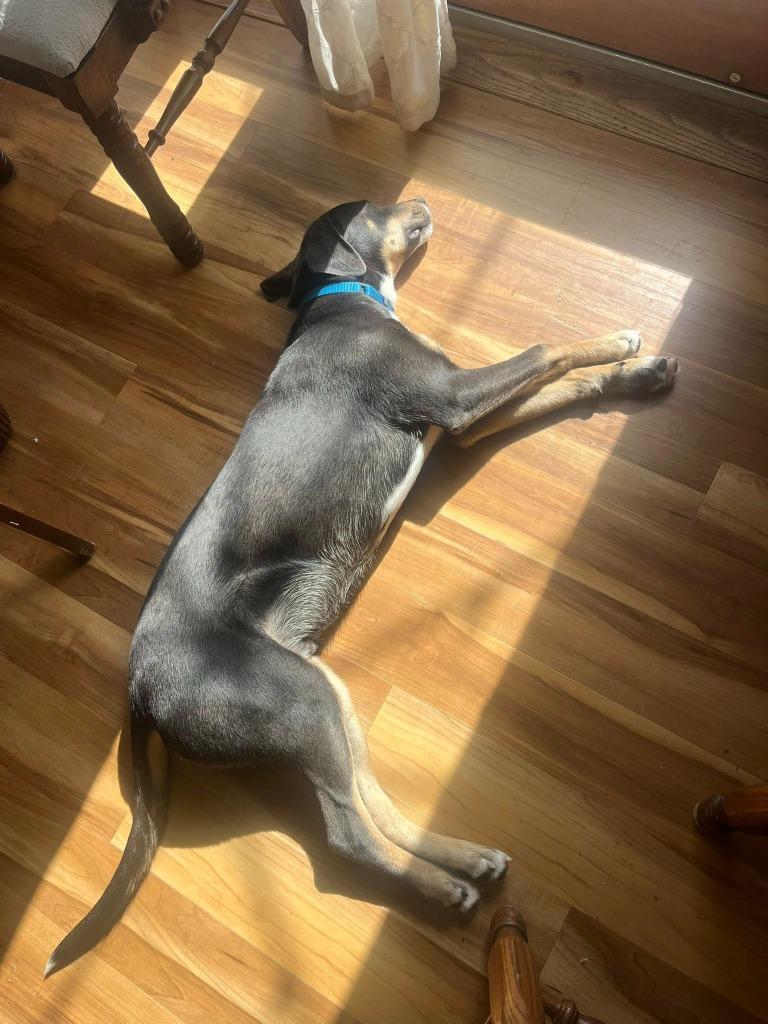 Enlarge Mars, a Adoptable mixed breed in Fond Du Lac, WI image 5/6