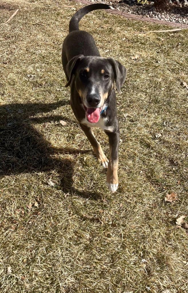 Enlarge Mars, a Adoptable mixed breed in Fond Du Lac, WI image 6/6