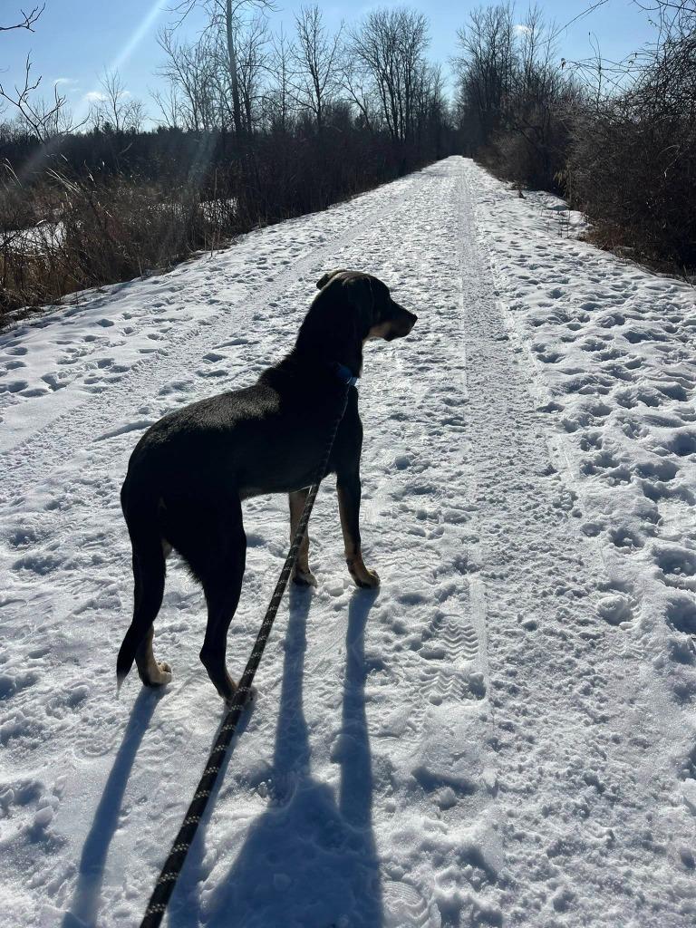 Enlarge Mars, a Adoptable mixed breed in Fond Du Lac, WI image 6/6