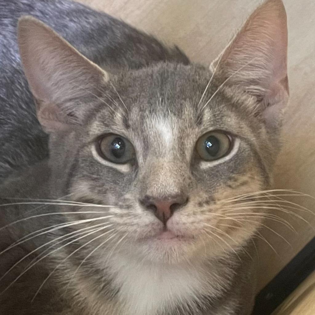 Enlarge Timon, a Adoptable mixed breed in New York, NY image 1/2