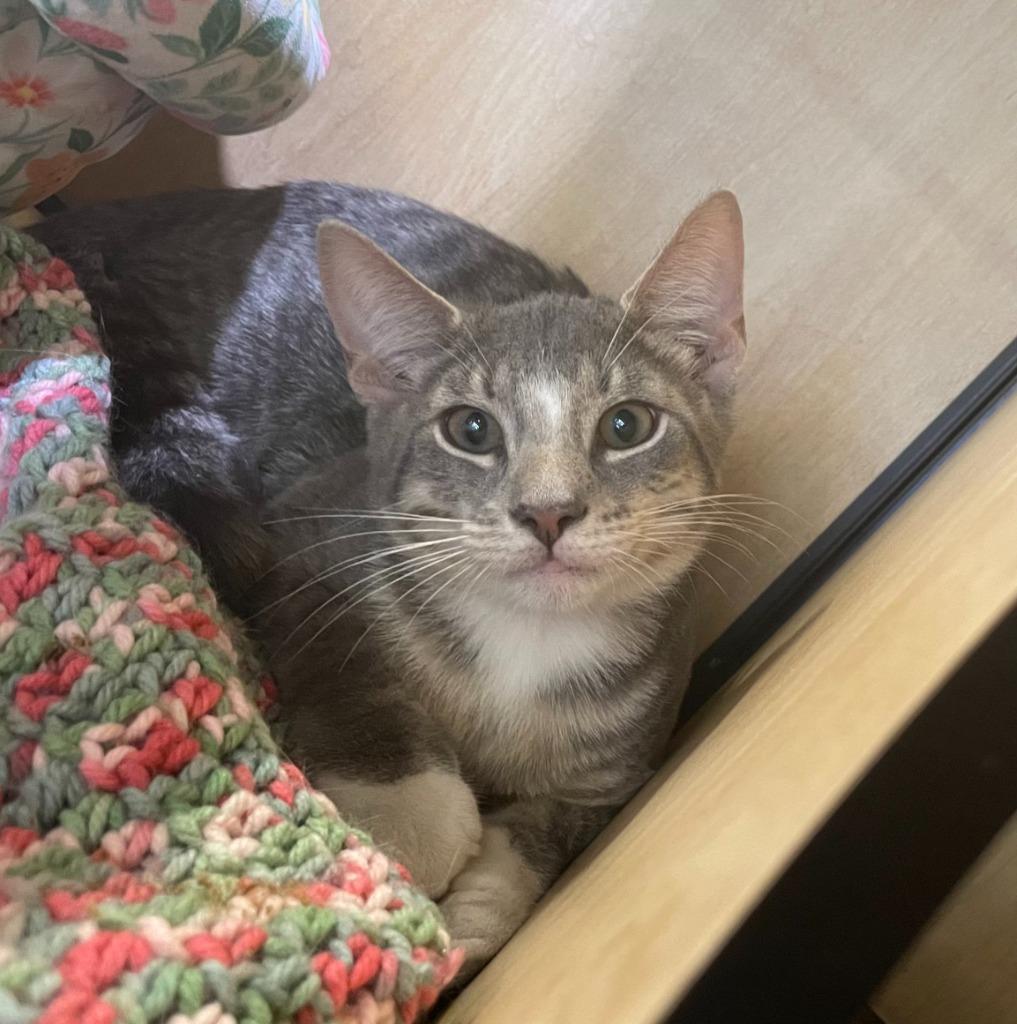 Enlarge Timon, a Adoptable mixed breed in New York, NY image 2/2