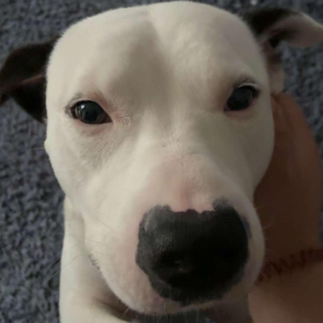 Dinkelberg (Sponsored), Adoptable, Adult Male Pit Bull Terrier & American Bulldog.