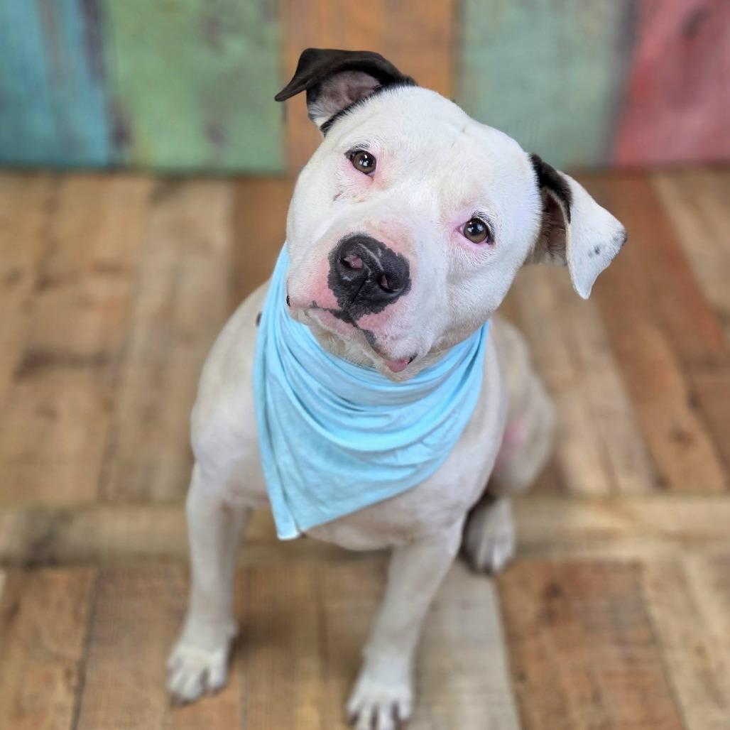 Enlarge Dinkelberg (Sponsored), a Adoptable mixed breed in East Saint Louis, IL image 3/6