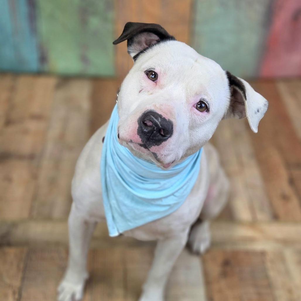 Enlarge Dinkelberg (Sponsored), a Adoptable mixed breed in East Saint Louis, IL image 4/6