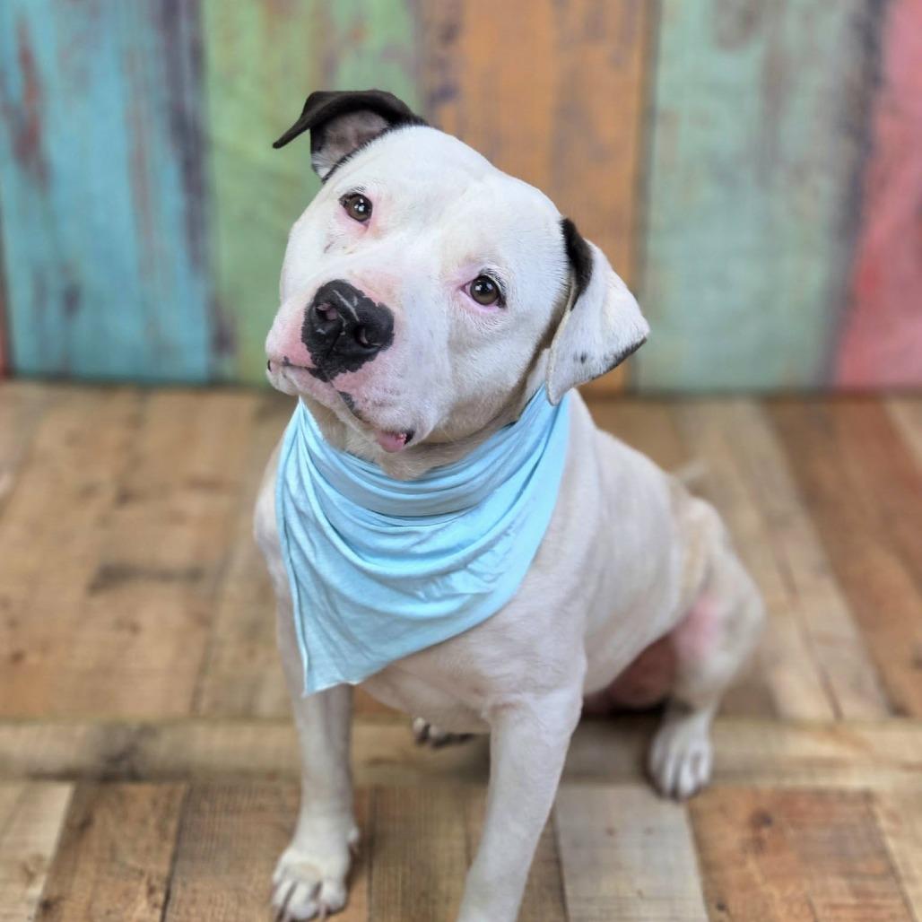 Enlarge Dinkelberg (Sponsored), a Adoptable mixed breed in East Saint Louis, IL image 6/6