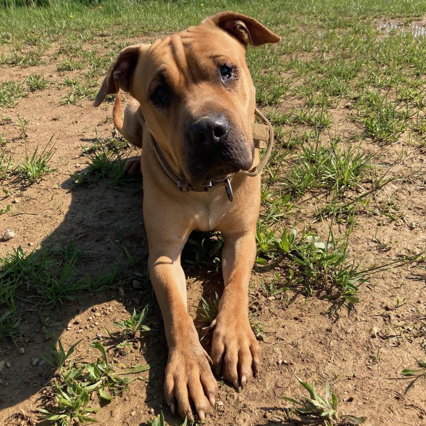 Eleanor - ADOPTION FEE SPONSORED 100%, Adult Female Shar-Pei