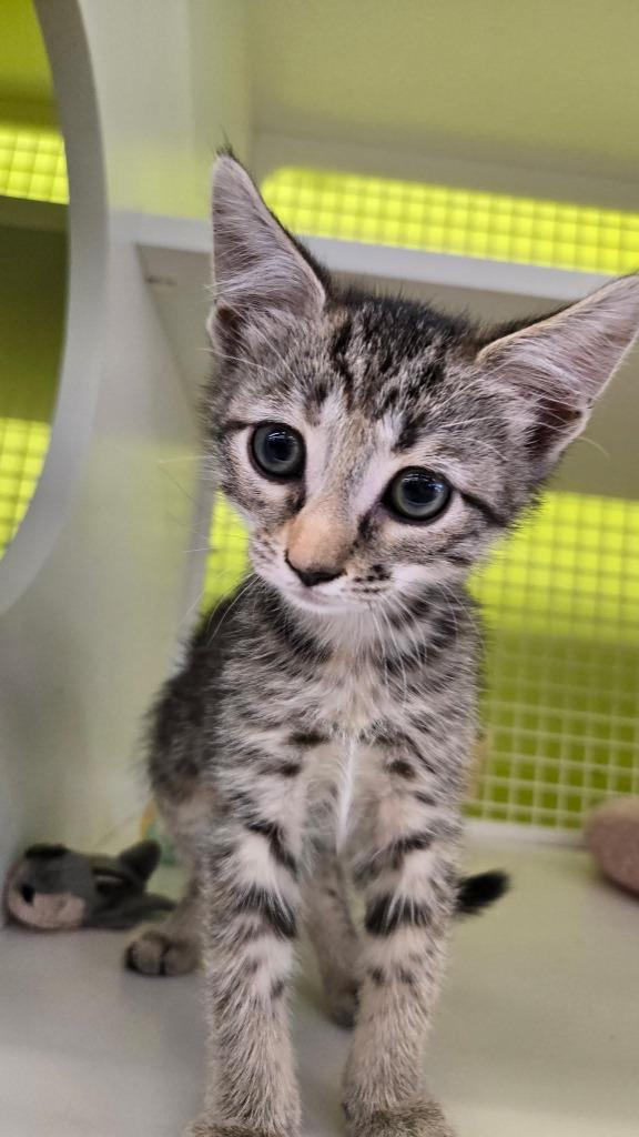 Kitty, Adoptable, Kitten Female Domestic Short Hair.
