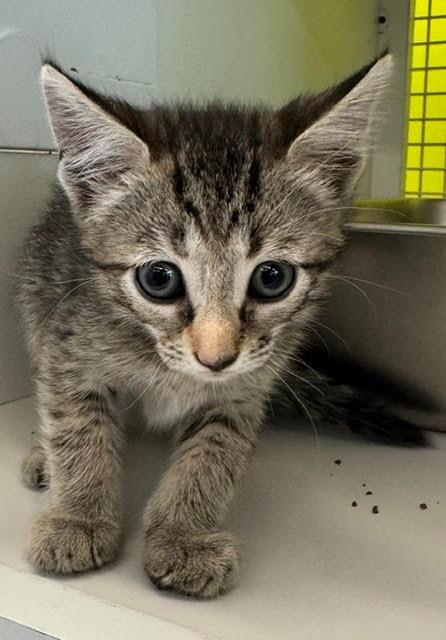 Enlarge Kitty, a Adoptable mixed breed in Fort Myers, FL image 2/2