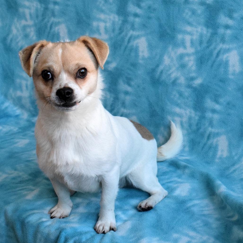 Enlarge Ben, a Adoptable Chihuahua in Eureka, CA image 2/3