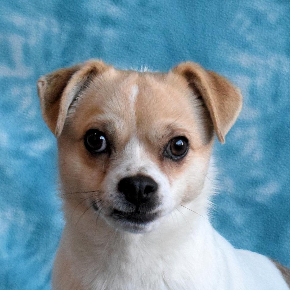 Enlarge Ben, a Adoptable Chihuahua in Eureka, CA image 3/3