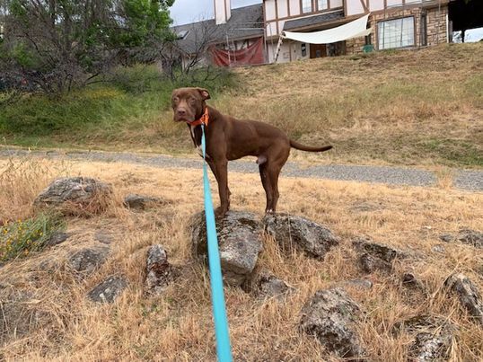 Enlarge Rufus (AKA Cooper) -- California, a Adoptable mixed breed in Oakhurst, CA image 1/4