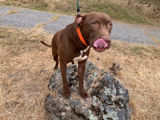 Enlarge Rufus (AKA Cooper) -- California, a Adoptable mixed breed in Oakhurst, CA image 2/4