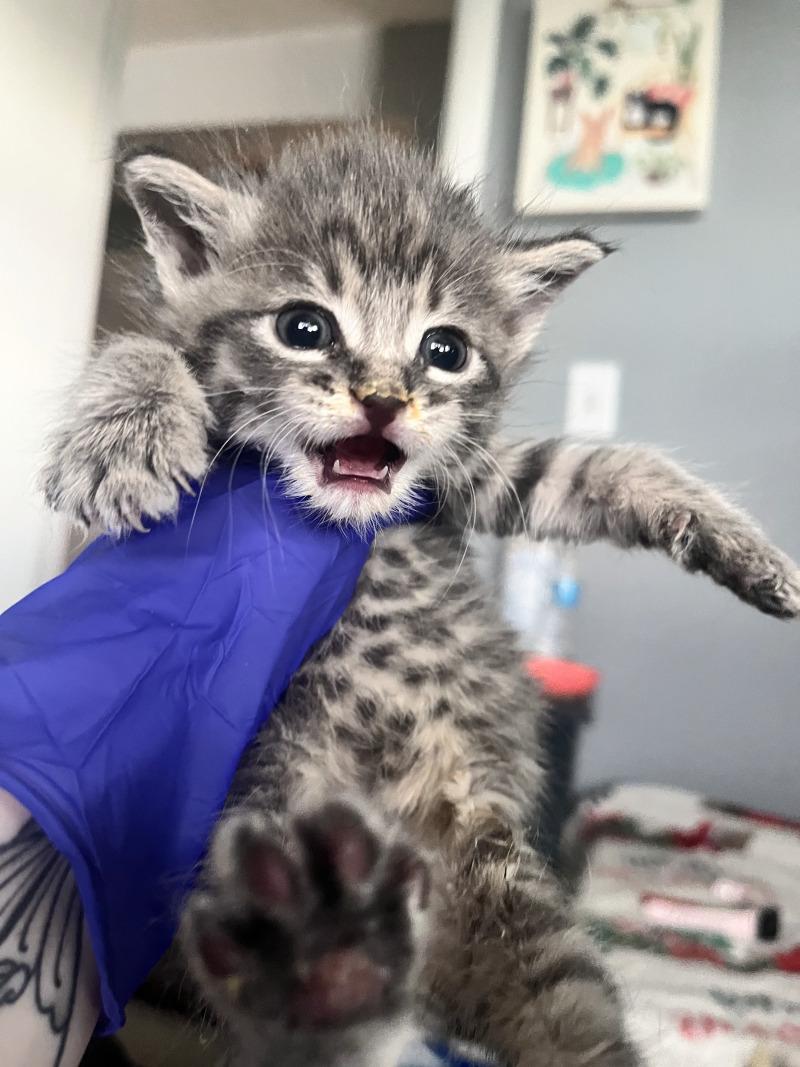 Walker Hayes, a Adoptable American Shorthair in Kennewick, WA image 1/6