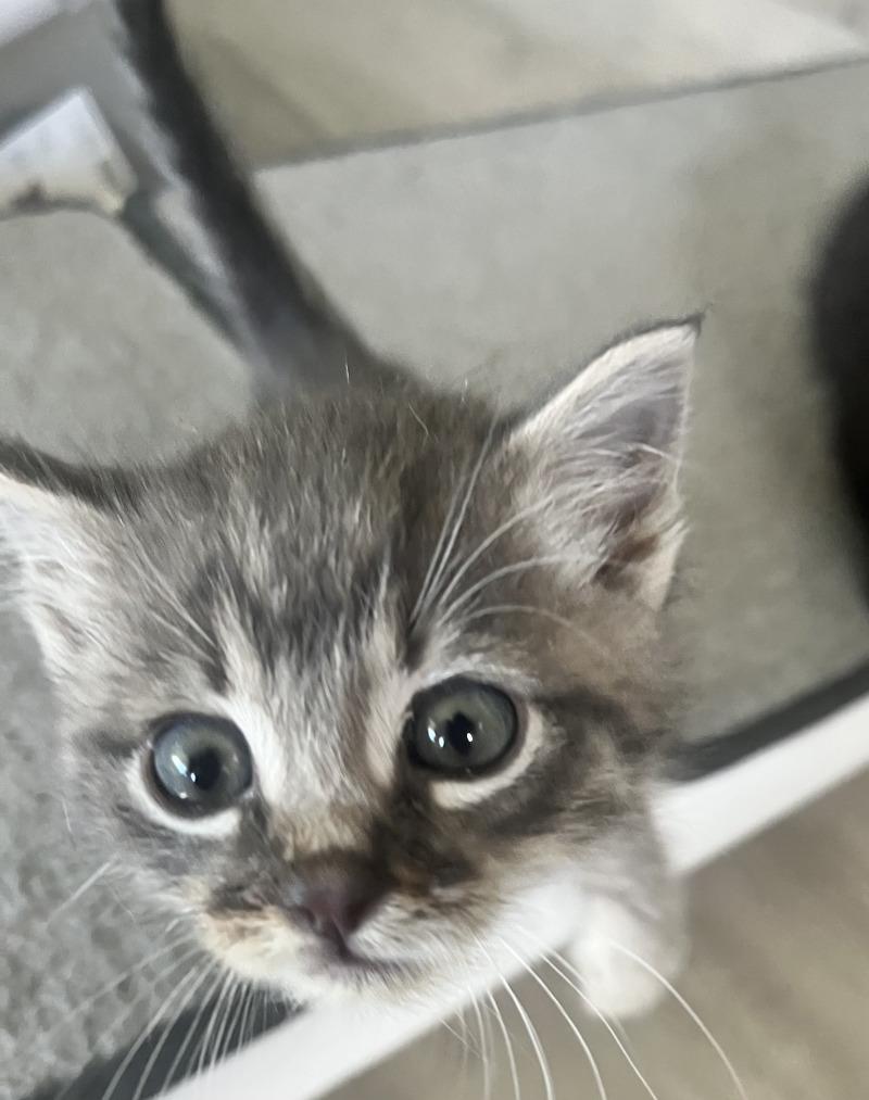 Walker Hayes, a Adoptable American Shorthair in Kennewick, WA image 2/6