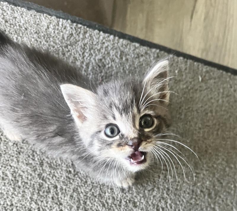 Walker Hayes, a Adoptable American Shorthair in Kennewick, WA image 3/6