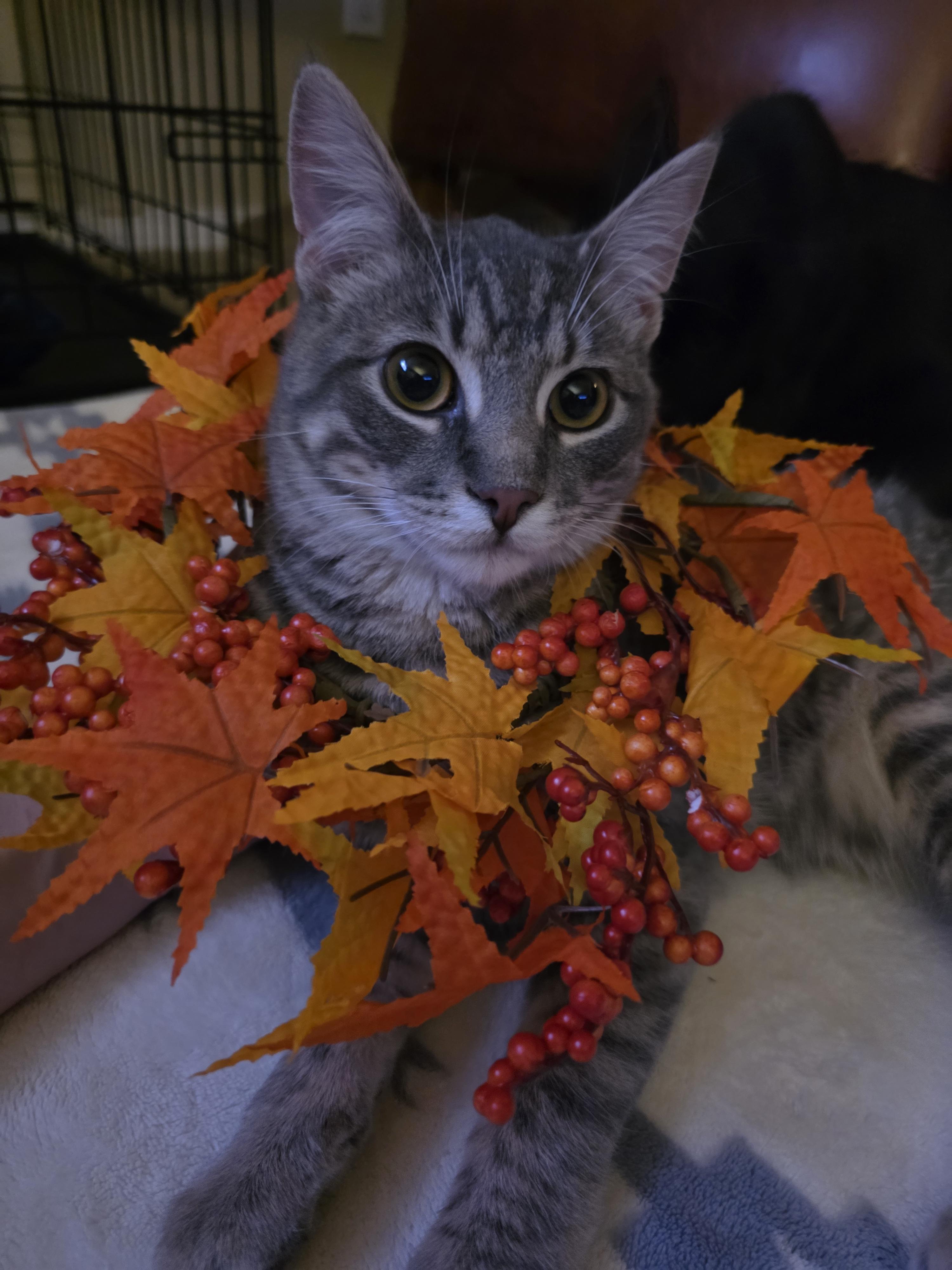 Walker Hayes, a Adoptable American Shorthair in Kennewick, WA image 5/6
