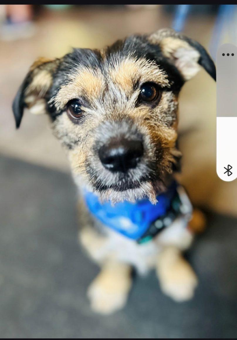 Lalo, adopted, Puppy Female Brussels Griffon.