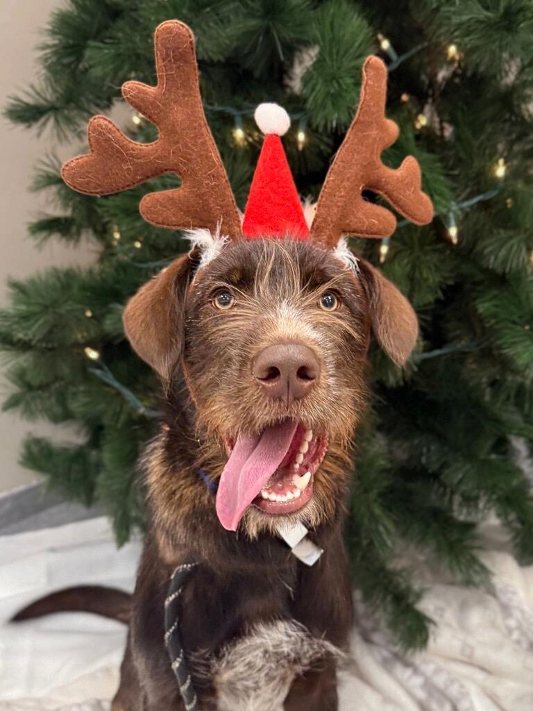 Shaggy, adoptable, Young Male Mixed Breed.