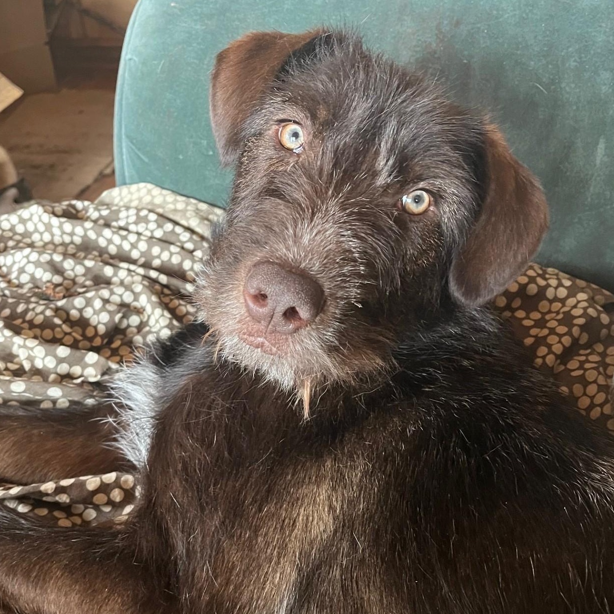 Enlarge Shaggy, an adoptable Mixed Breed in Cooperstown, NY image 3/4
