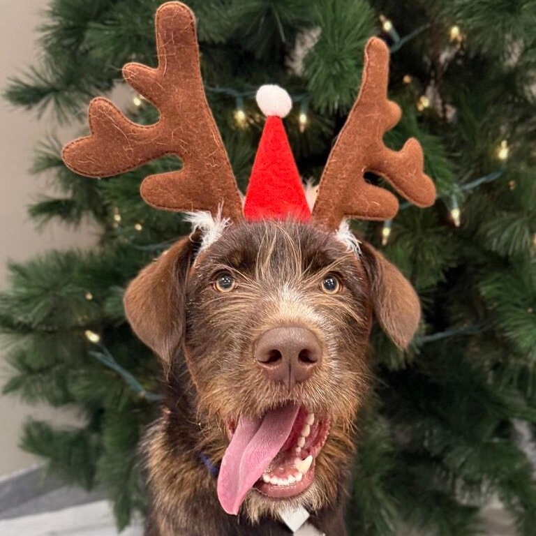 Enlarge Shaggy, an adoptable Mixed Breed in Cooperstown, NY image 2/2