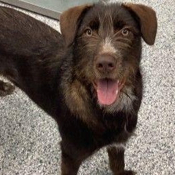 Enlarge Shaggy, an adoptable Mixed Breed in Cooperstown, NY image 1/4